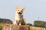 CORGI PEMBROKE 292